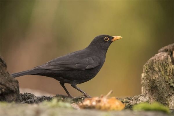 夢見抓住一隻鳥_周公解夢