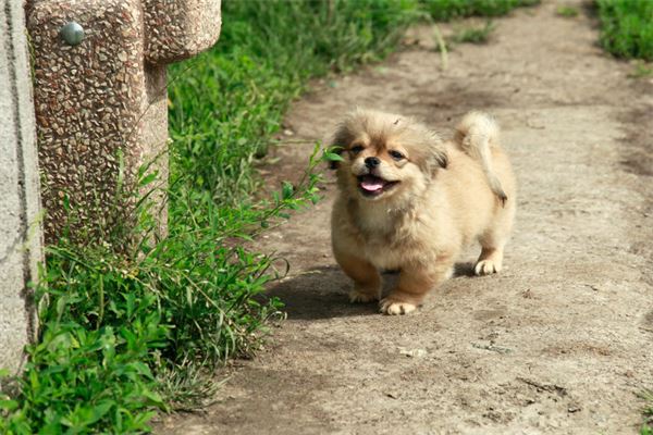 夢見可愛的小狗_周公解夢