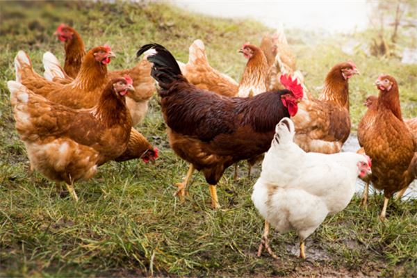 夢見買雞什麼意思_周公解夢