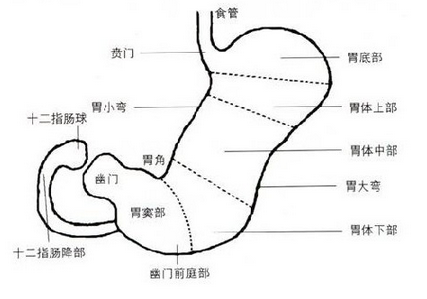 夢見豬腸子