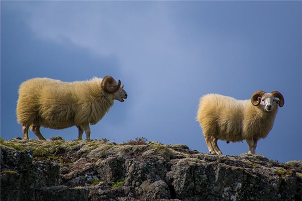 夢見被羊追頂_周公解夢