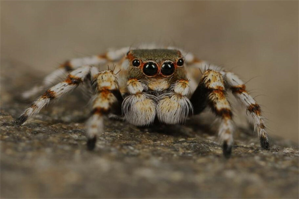 夢見蜘蛛咬人有什麼意義嗎_周公解夢