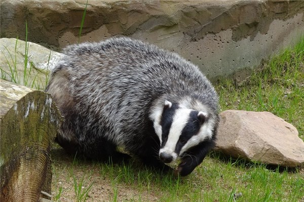夢見獾子是什麼預兆？_周公解夢