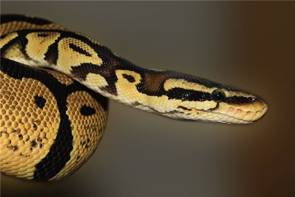 夢見蛇有財運嗎_周公解夢