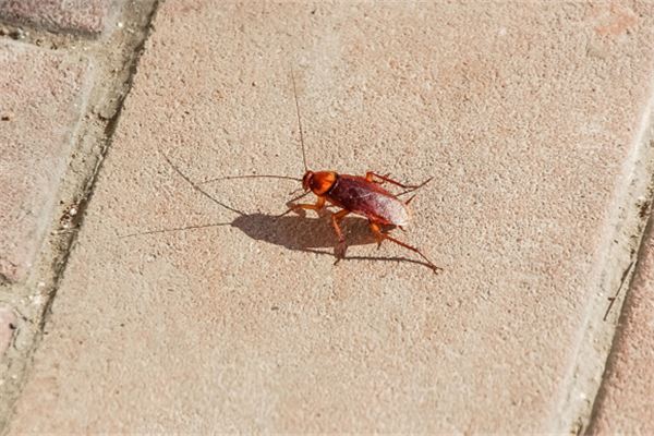 夢到好多蟑螂_周公解夢