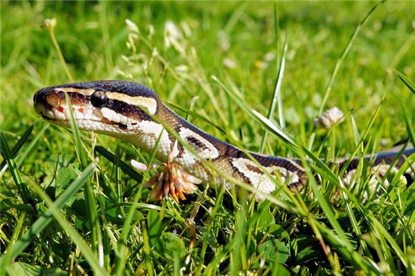 夢到被蛇咬_周公解夢