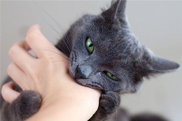 夢見被貓抓傷_周公解夢