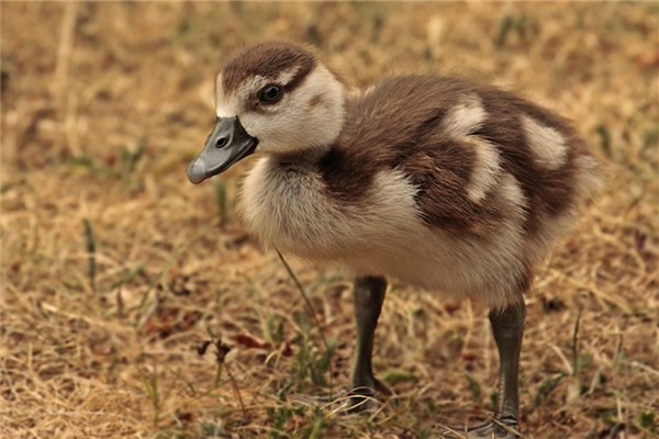 夢到了鵝崽什麼寓意_周公解夢