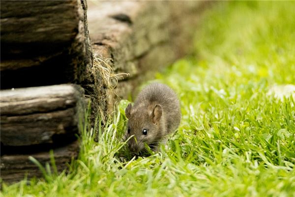 37歲屬什麼生肖配對是哪個_十二生肖