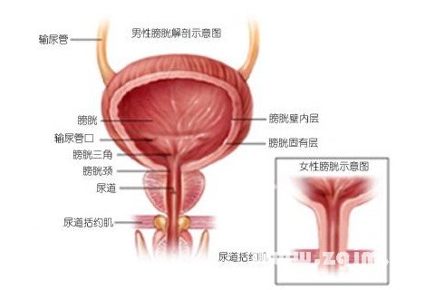 夢見膀胱