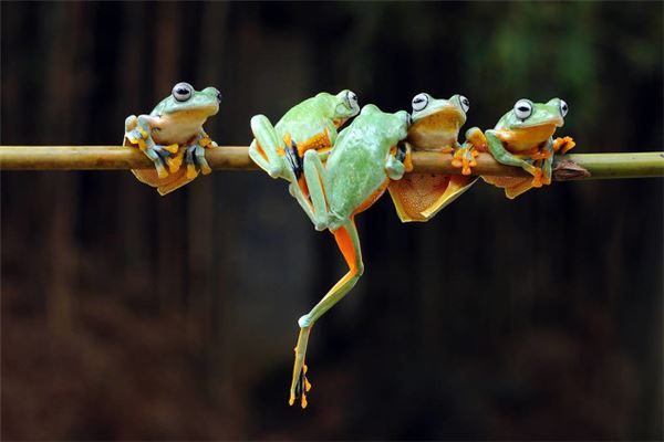 夢見好多青蛙_周公解夢