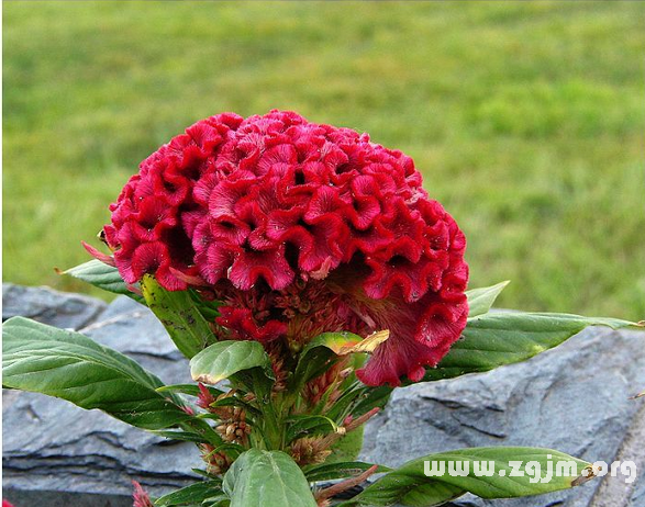 雞冠花的花語