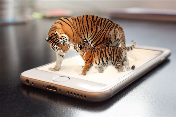 2010年屬虎人2021年運勢及命運 12歲生肖虎在牛年每月運程如何_十二生肖