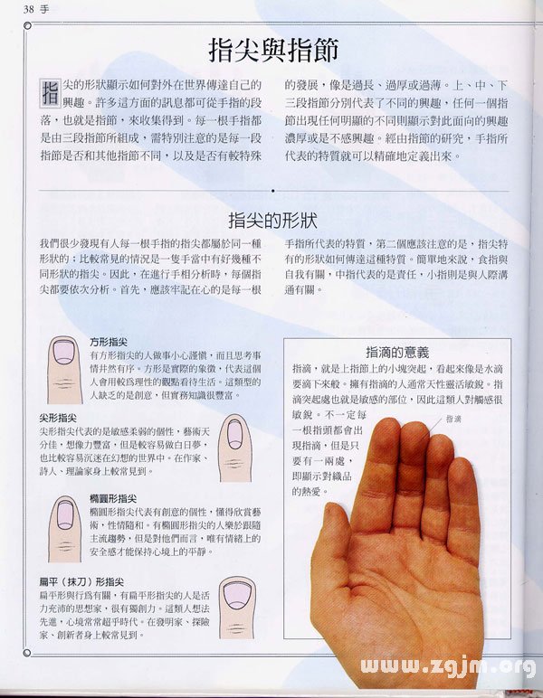 《手相學習百科》：指尖與指節
