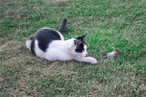 女人夢見趕老鼠_周公解夢