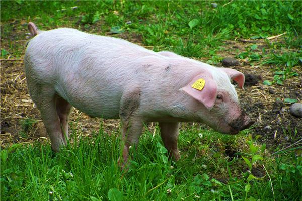 懷孕夢見大白豬_周公解夢