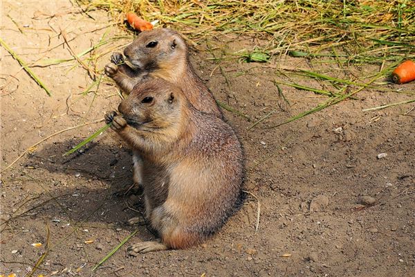 夢到大老鼠_周公解夢