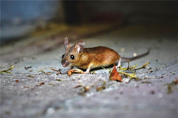 2020年屬鼠的人多大？_十二生肖