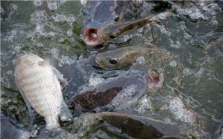 夢見在田裡抓魚_周公解夢