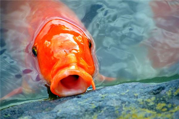 夢見釣到紅鯉魚_周公解夢