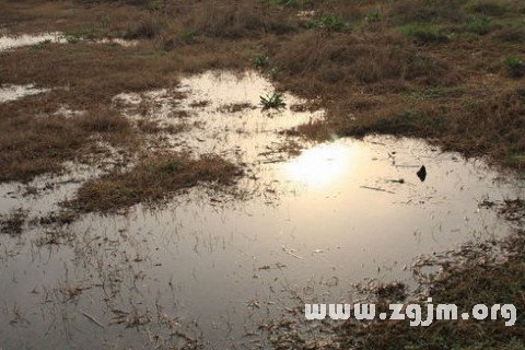 夢見一灘死水