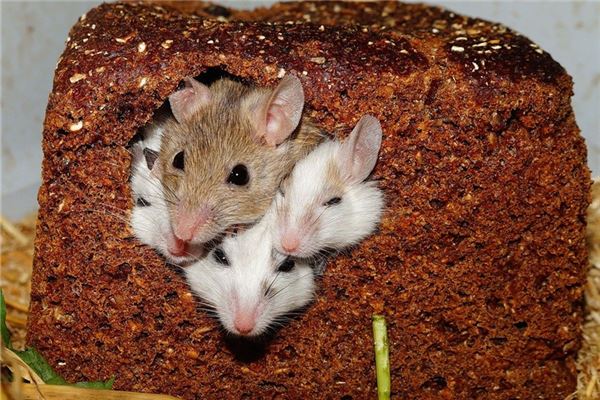 夢見吃老鼠_周公解夢