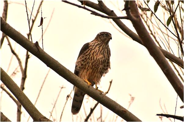 夢見和前女友吵架有何寓意_周公解夢官網