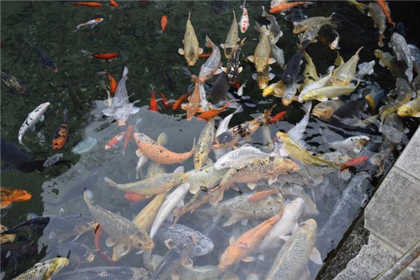 夢見鯉魚預示著什麼_周公解夢