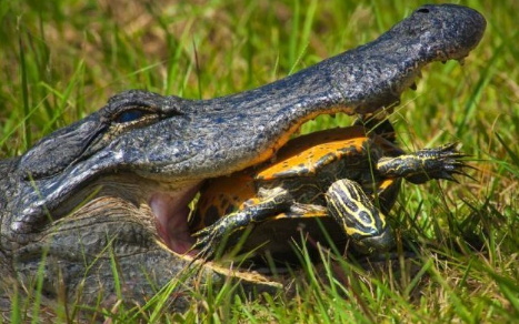 夢見鱷魚吃烏龜