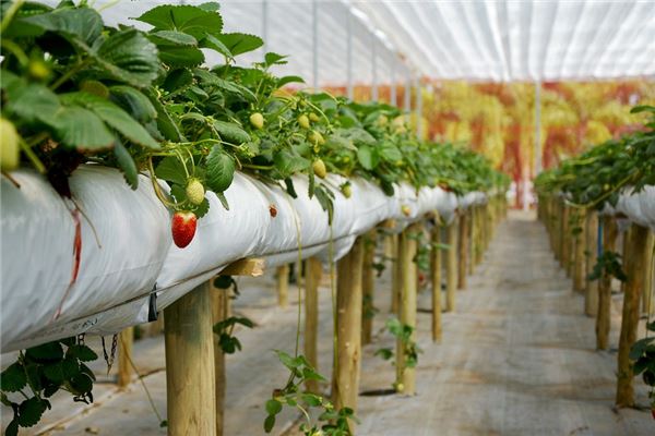 夢到草莓園是好是壞_周公解夢