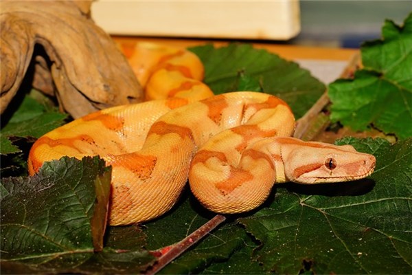 夢到了黃白蛇會是什麼預兆_周公解夢