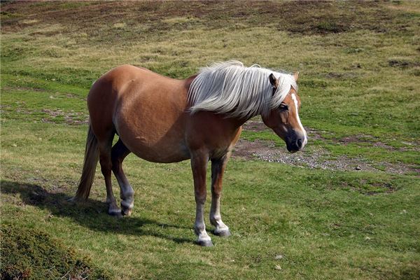 1966年屬馬人2021年運勢及命運 56歲生肖馬在牛年每月運程如何_十二生肖