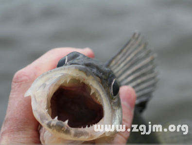 夢見魚咬人流血了