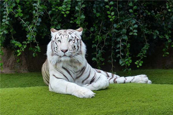 屬虎八幾年出生多大_十二生肖