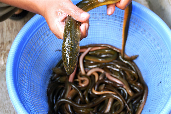 夢到了自己抓黃鱔會是什麼預兆_周公解夢