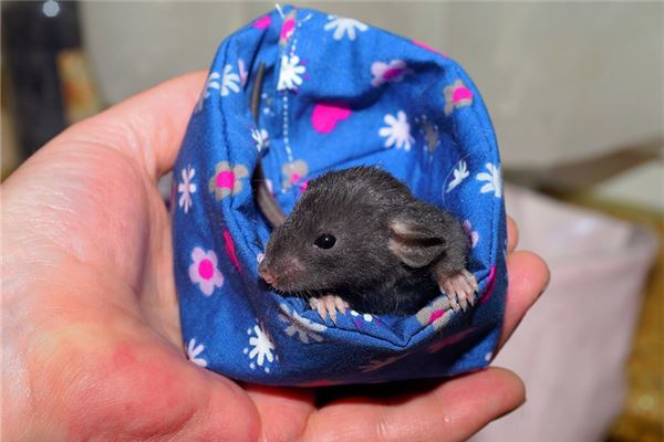 夢見抓住老鼠_周公解夢