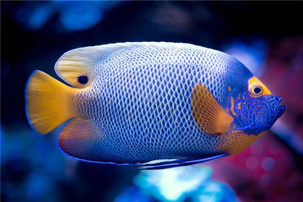 夢見藍色魚是咋回事_周公解夢