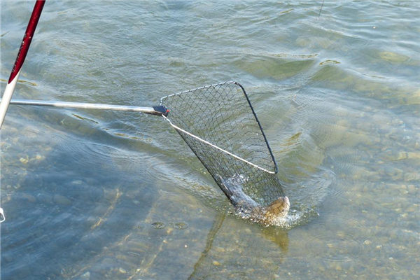 夢到了抓魚意味什麼_周公解夢