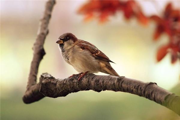 夢見麻雀意味著什麼_周公解夢