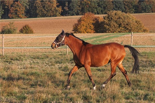 2014年屬馬人2021年運勢及命運 8歲生肖馬在牛年每月運程如何_十二生肖
