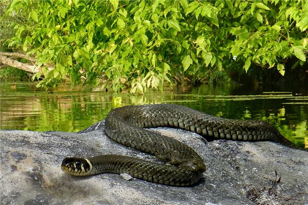 做夢蛇咬手是什麼預兆_周公解夢