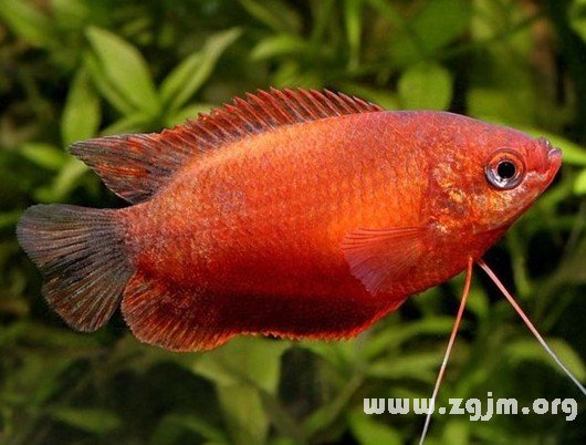 夢見紅色的魚