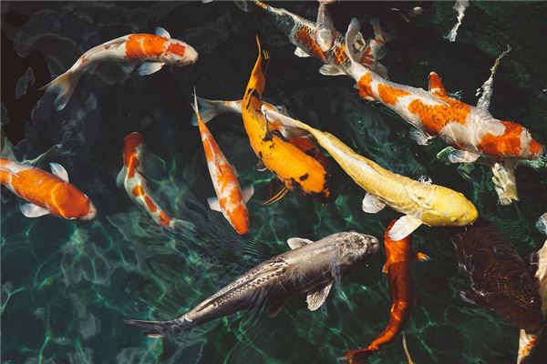 夢見把魚放回水裡_周公解夢