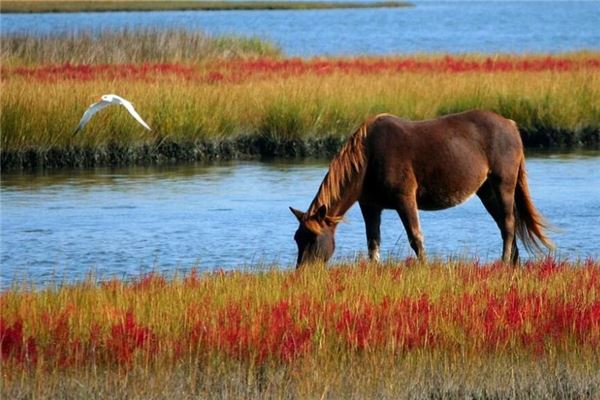 屬馬的女人多大年齡在21年好不好_十二生肖