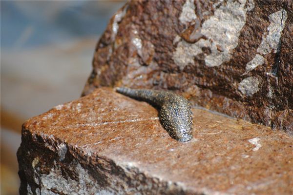 夢見被螞蟥咬_周公解夢