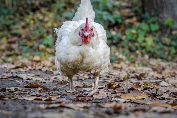 女人夢見一隻白雞_周公解夢