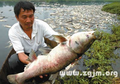 夢見大死魚_周公解夢