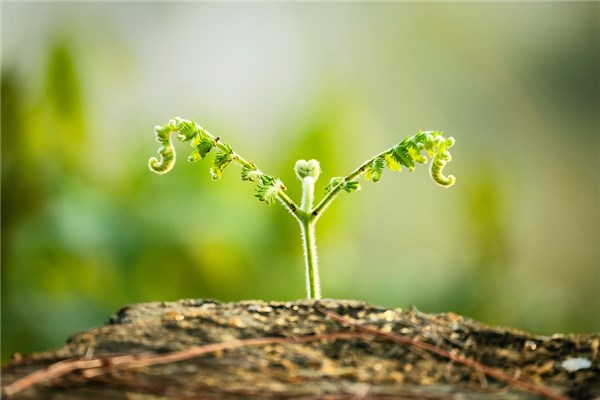 夢見草發芽有什麼徵兆_周公解夢