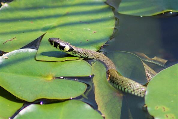 夢到了扒蛇皮預兆了什麼嗎_周公解夢