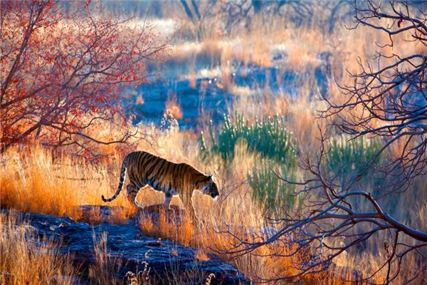 夢見吃老虎肉_周公解夢